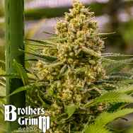 Brothers Grimm Seeds Princess Haze